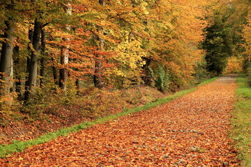 Jesienne liście © Ireneusz