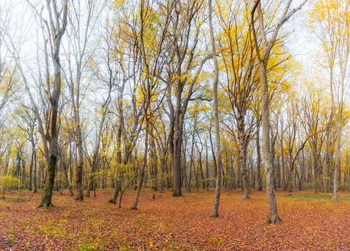 A glade in an autumn forest covered with fallen dry yellow leaves