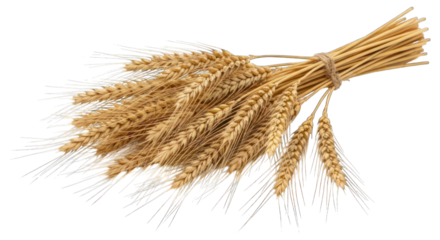 Golden sheaf of wheat tied with twine on a black background, top lighting