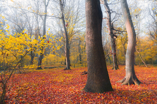 Thick trunks of old trees in the autumn forest