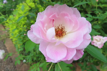 パステルローズ