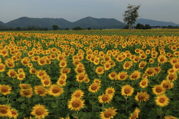 Sunflowers sway in the wind during winter. Using a low shutter speed allows the movement of the flowers to be seen. Lopburi province,THAILAND