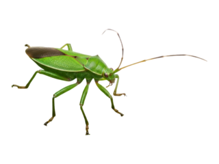 Green bug with curved antennae; black background, angled close-up, detailed