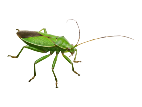 Green bug with curved antennae; black background, angled close-up, detailed