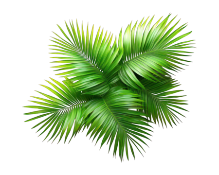 Lush green palm fronds fanning out from a central point, isolated on black