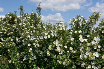 Bl&uuml;hende wei&szlig;e Wildrosen in Erfurt am Petersberg zum Theaterplatz