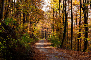 Obraz premium Mountain beech forest on a bright autumn day