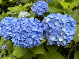 Close-up of vibrant blue hydrangea flowers blooming in early summer, with lush green leaves, representing the fresh rainy season atmosphere in Japan.