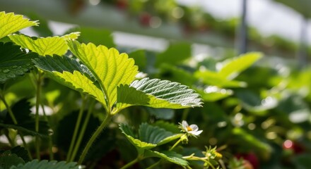 Bright Green Strawberry Leaves and Blossoms in a Sunlit Greenhouse Environment