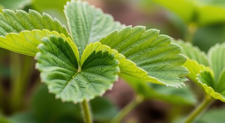 Close-Up of Vibrant Green Strawberry Leaves Glowing Under Soft Natural Light in Garden Setting