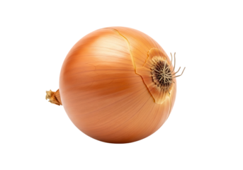 A single, whole brown onion with dry outer skin isolated on transparent background