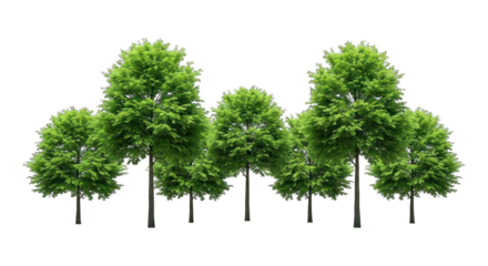 Seven green trees aligned side-by-side isolated on black