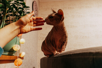 A curious Sphynx cat sniffing a human hand indoors. A hairless Sphinx kitty curiously touches a...