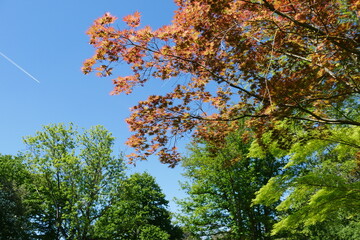 Ahorn und weitere Bäume im Frühling