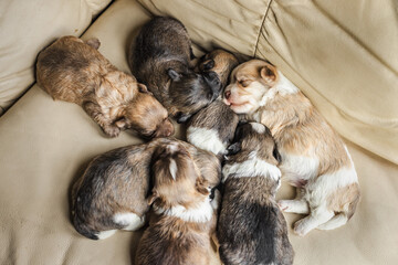 Group of newborn Havanese puppies sleeping closely together on a beige couch, creating a warm and adorable scene of early puppy life.