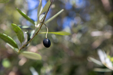 Close-up of fresh, raw green olives growing on a branch of an olive tree, natural sunlight with a soft bokeh background. This image captures the essence of healthy, organic, and natural food