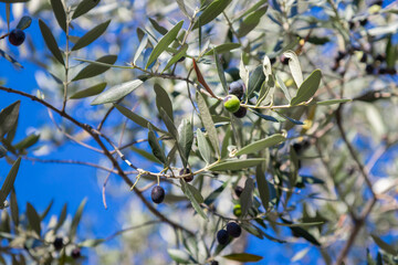 Looking upward through the branches of a healthy olive tree filled with ripe black olives against a clear blue sky, showing natural color transitions and abundant harvest potential