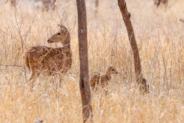 Axishirsche im Ranthambhore Nationalpark, Indien