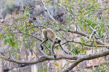 Indische Languren auf einem Baum im Ranthambhore Nationalpark, Indien