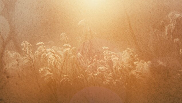 Swaying tall feathery grasses glowing in meadow under low sun, with lens flare and film grain
