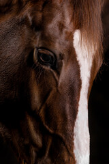 Beautiful horse on a black background