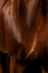 Beautiful horse on a black background