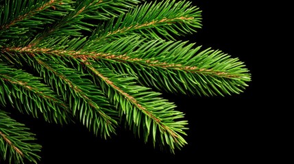 Fototapeta premium Close-up of lush green pine branches against a black background, showcasing the intricate texture and vibrant color of the foliage.