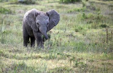 Naklejka premium Closeup of a Baby Elephant with a small bush, Eastern Cape, South Africa 