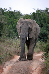 Fototapeta premium Large Elephant walking down a track towards the viewer, Eastern Cape, South Africa 