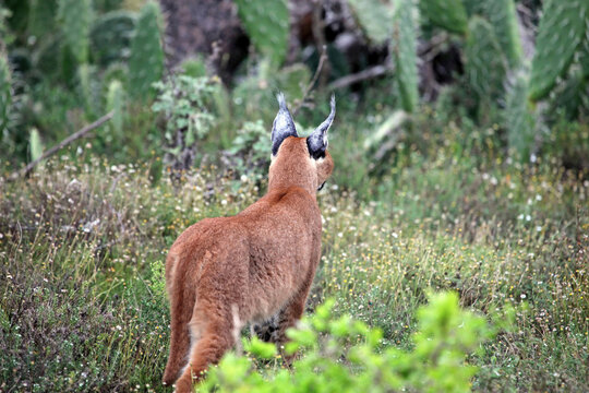 Rear view of an alert Caracal, Eastern Cape, South Africa