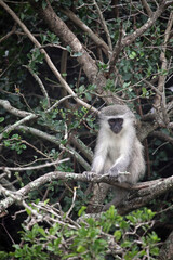 Vervet Monkey sitting in a tree, Eastern Cape, South Africa
