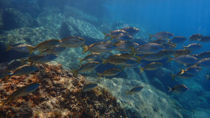 Salema porgy or dreamfish (Sarpa salpa) undersea, Ligurian Sea, Italy, Imperia