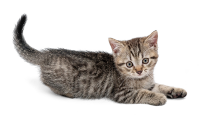 Adorable gray tabby kitten, isolated on white. A small gray kitten lying on a white background.
