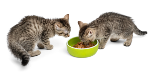 Two adorable tabby kittens eating from a green bowl on white background.