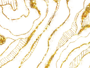 Abstract topographic map lines and textures