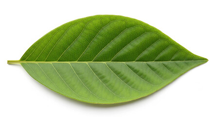 Obraz premium Close up of a vibrant green leaf showcasing intricate vein patterns against a clean