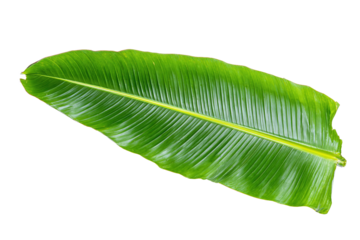 Fresh green banana leaf with prominent veins, isolated on transparent background