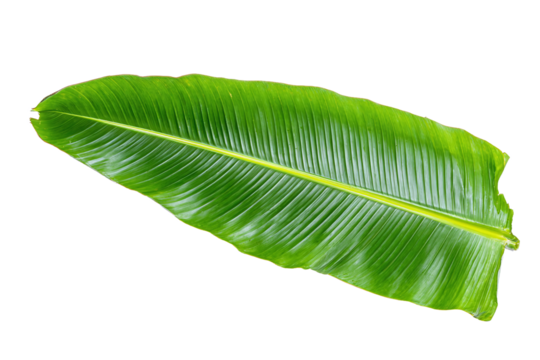 Fresh green banana leaf with prominent veins, isolated on transparent background