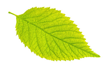 Bright green leaf with prominent veins, isolated on transparent background