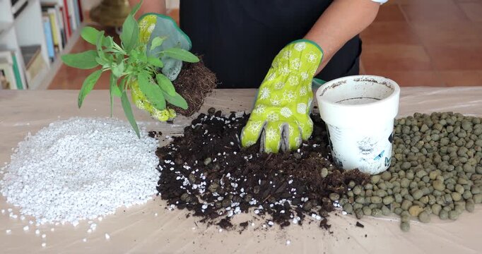 Close-up of gloved hands repotting a small sage plant into a decorative white pot. Potting soil with perlite and expanded clay. No audio.