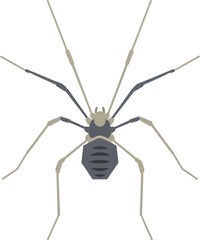 Stylized arachnid illustration with long delicate legs and dark dramatic background