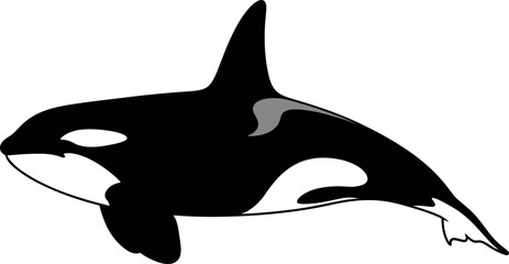 Obraz premium Abstract rendering of fluid shapes against a stark black backdrop conveys mystery and motion