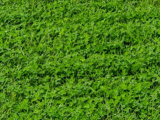Close view of bright green clover and grass forming a patterned carpet