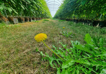 Dandelion blooms in greenhouse aisle with rows of potted vines