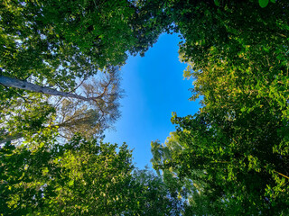Ring of tree canopies and a bare trunk from forest floor view
