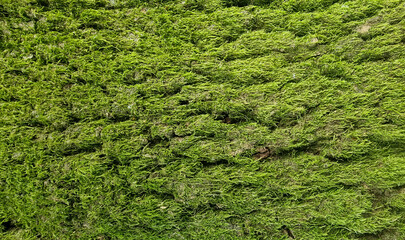 Vivid green moss ridges on rough tree bark in soft daylight