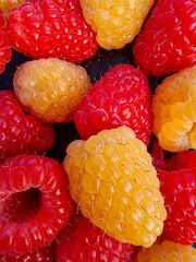 Macro close up of red and golden raspberries with crisp detail