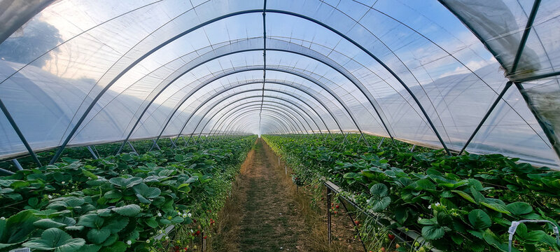 Symmetric polytunnel with elevated strawberry rows and drip lines