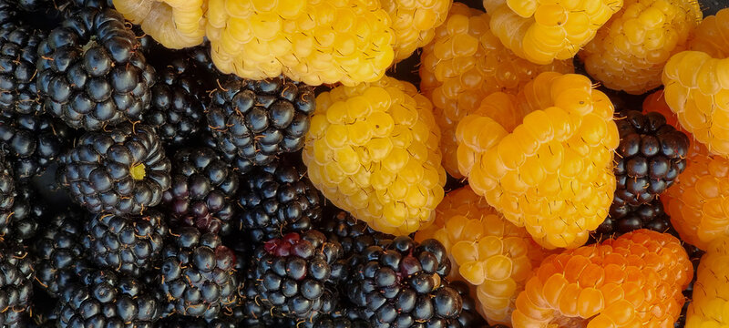 Close up of blackberries and yellow raspberries in natural light