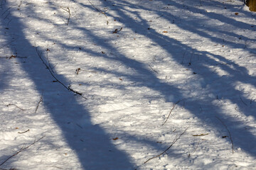 A close-up of the texture of fluffy snow on a forest clearing, where sharp blue shadows from bare trees fall diagonally across the white surface.